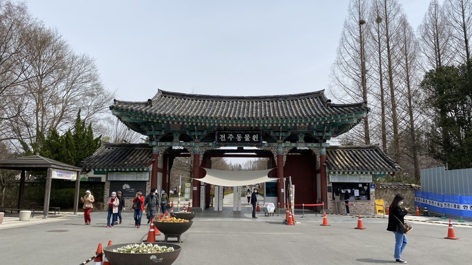 You are currently viewing Splendid Cherry Blossom Flowers at Jeonju Zoo