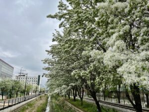 Read more about the article Fringe Tree Flowers Blooming Along the Jeonju Palbokdong District Railway