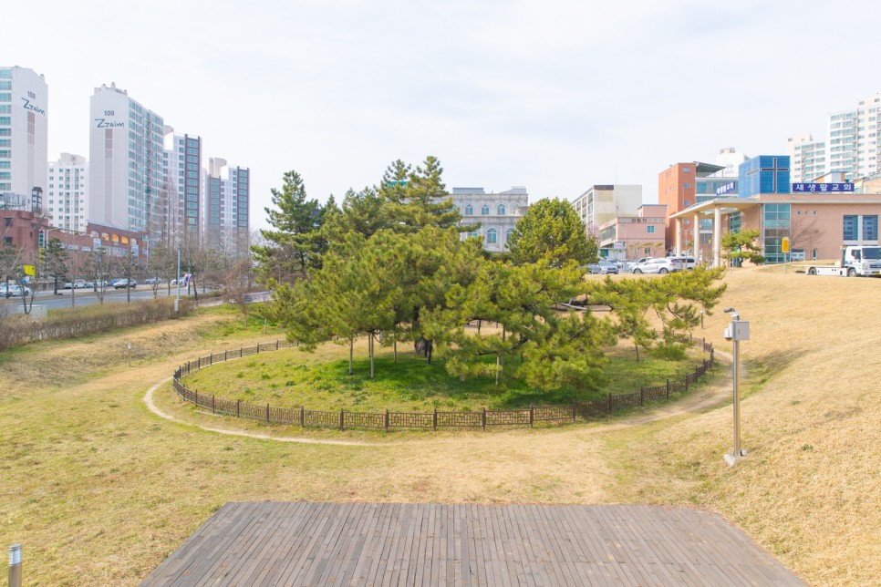 You are currently viewing Jeonju’s Sole Natural Monument: The Revival of the 280-Year-Old Samcheon-dong Gomsol