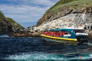 Read more about the article Guide To Bruny Island Cruises in Tasmania