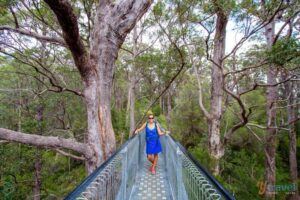 Read more about the article Exploring the Valley of the Giants + tree Top walk