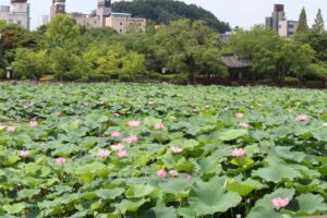Read more about the article 🌿🌸 Celebrate Summer with Lotus Blooms at Deokjin Park & Idyllic Yeonhwajeong, Jeonju! 🌸🌿