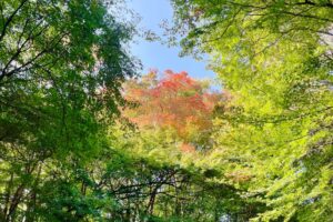 Read more about the article Explore Jeonju’s autumn foliage hotspots, including three famous sites around Geonjisan Mountain.