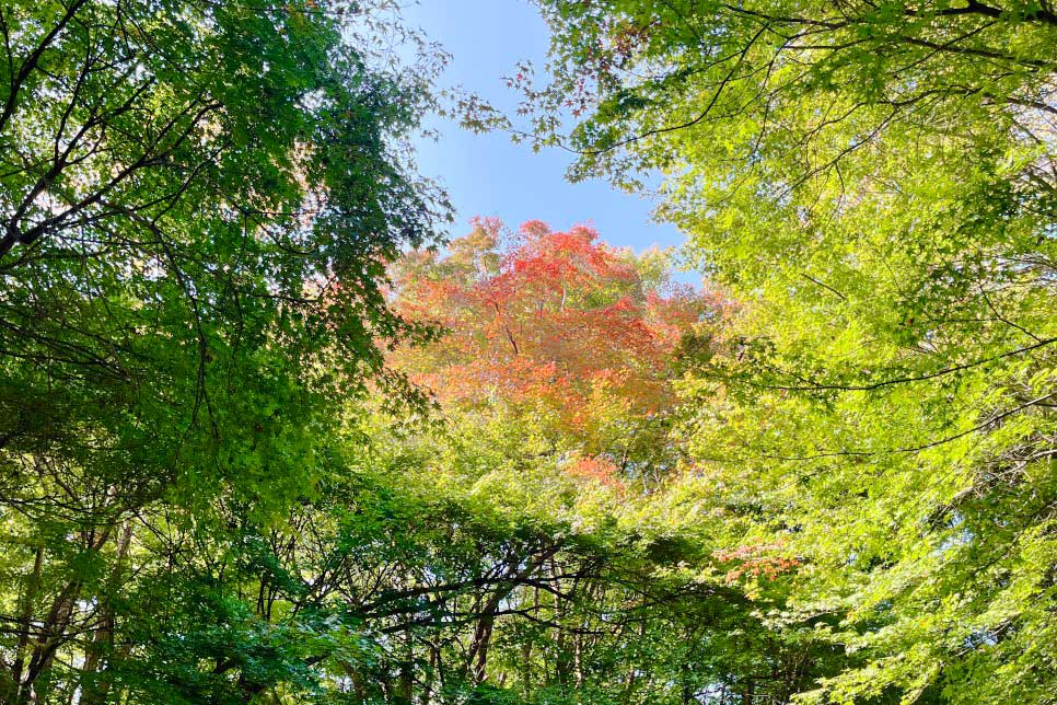 You are currently viewing Explore Jeonju’s autumn foliage hotspots, including three famous sites around Geonjisan Mountain.