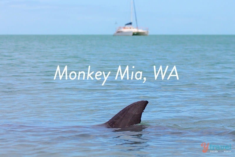 You are currently viewing Is Monkey Mia, Western Australia, Worth Visiting? The Answer May Surprise You