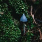 New Zealand’s blue mushroom the world is obsessed with