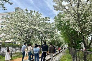 Read more about the article The best ‘Chinese Fringetree Spot’ in the nation, Jeonju Palbok-dong Railroad, is now open!