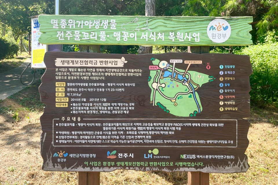 You are currently viewing The endangered Jeonju Mulkkoripul (Dysophylla yatabeana) has bloomed!