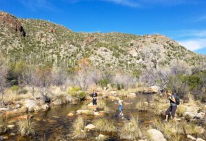 Read more about the article A Day in Sabino Canyon Recreation Area, Tucson