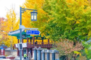 Read more about the article The ginkgo tree at Jeonju Hyanggyo glows yellow in the ripe autumn.