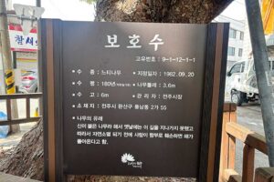 Read more about the article Explore the ancient and legendary trees of Jeonju.