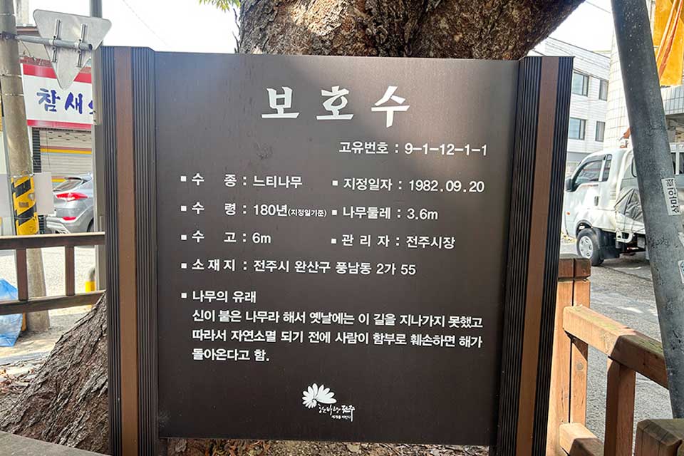 Read more about the article Explore the ancient and legendary trees of Jeonju.