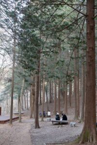 Read more about the article Winter tourist attraction – Discover the refreshing phytoncides at Geonjisan Mountain Cypress Forest and Air Village Cypress Forest.
